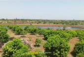 100 Acres Farmland in Humnabad