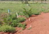 1 Acre Farm Land In Peddaumanthal