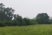 7 Acre Farmland in Nawanshahr