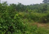 6 Acre Farmland in Ropar