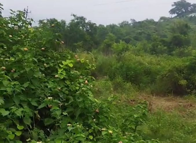 6 Acre Farmland in Ropar