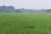 14 Acre Farmland in Morinda Road