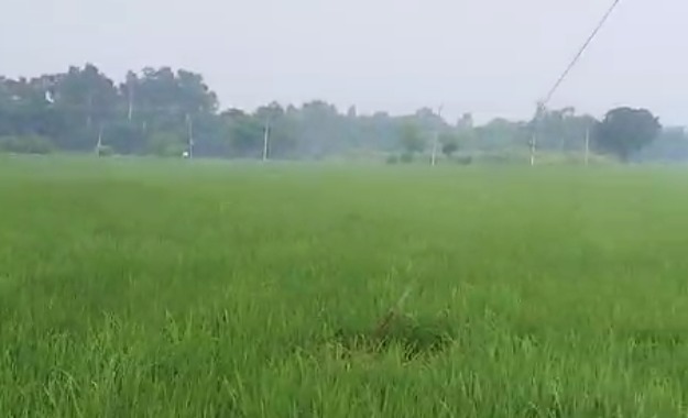 14 Acre Farmland in Morinda Road