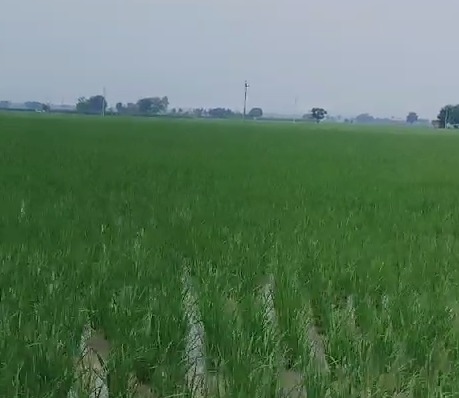 25 Acre Farmland Nabha Road