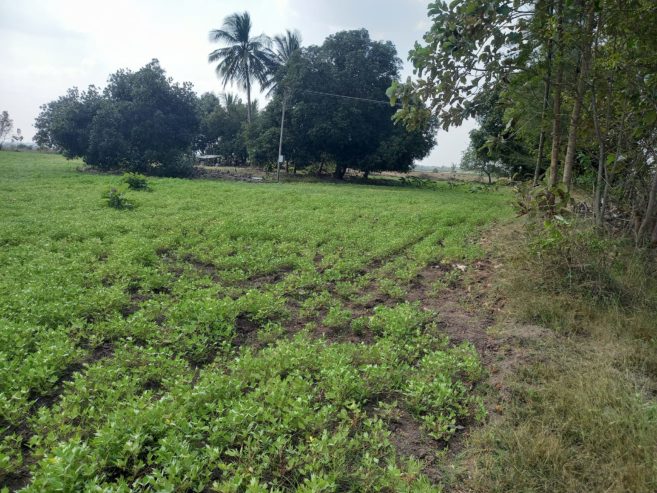 9 acres at Tindivanam
