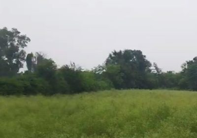 7 Acre Farmland in Nawanshahr