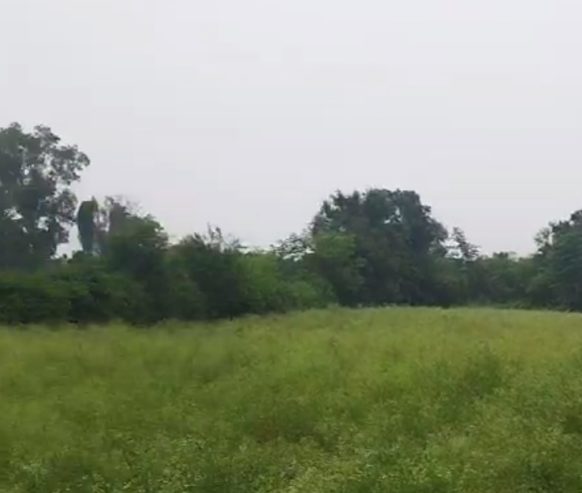 7 Acre Farmland in Nawanshahr