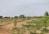 Sanvi Sandalwood farmland