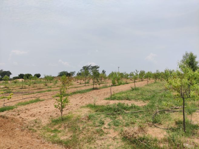 Sanvi Sandalwood farmland