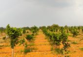 108 Acre Red Sandal Venture in Kavali