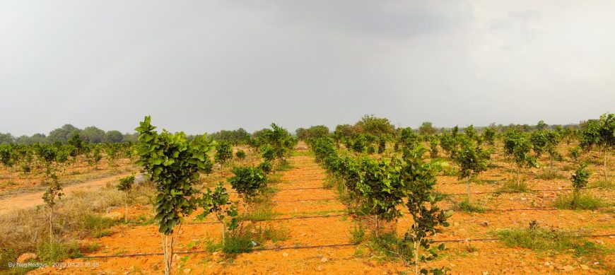 108 Acre Red Sandal Venture in Kavali