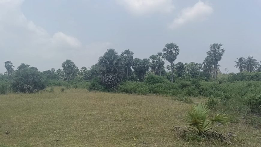 9 Acres in thondagi mandal yellayapeta