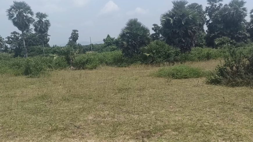 9 Acres in thondagi mandal yellayapeta