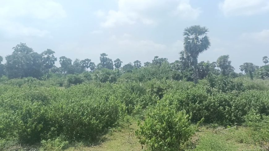 9 Acres in thondagi mandal yellayapeta