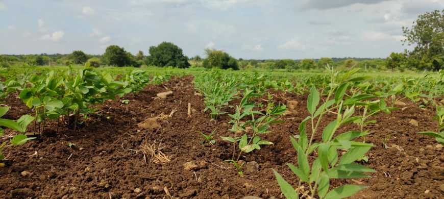 1000Acres Farmland 7L/per Acre in Madki