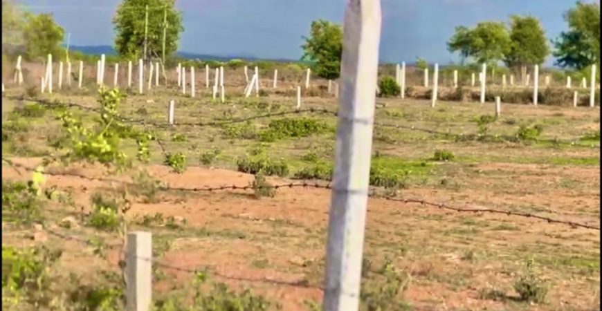 Farmland for Farmhouse at Kodangal