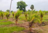 FARMLAND Near Avadi Station