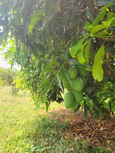 Farm Land Venture on SRISAILAM HIGHWAY