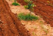 Red sandalwood farmland in Konakanamitla