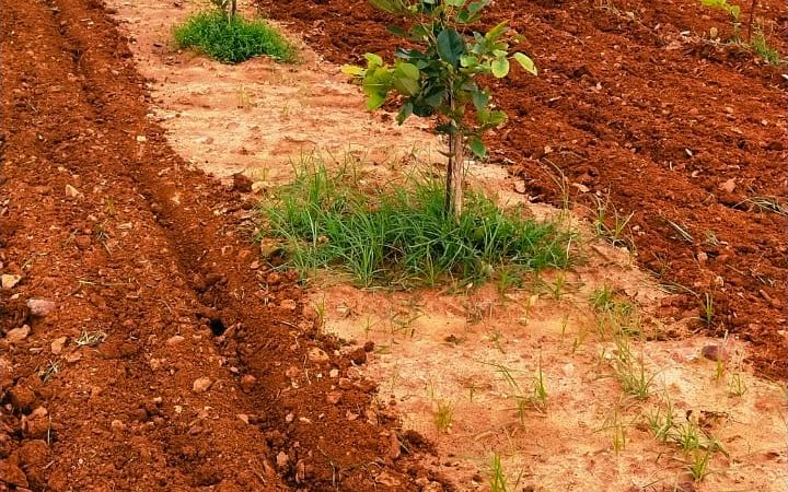 Red sandalwood farmland in Konakanamitla