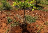 Red sandalwood farmland in Konakanamitla