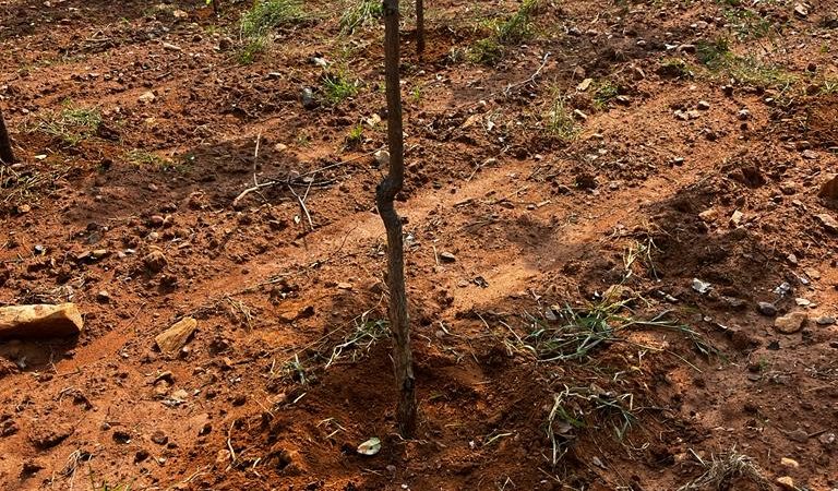 Red sandalwood farmland in Konakanamitla