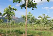 Red sandalwood farmland in Konakanamitla