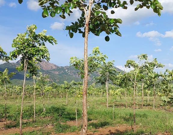 Red sandalwood farmland in Konakanamitla