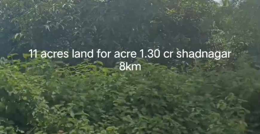 11 acres mango tree farm land in Shadnagar