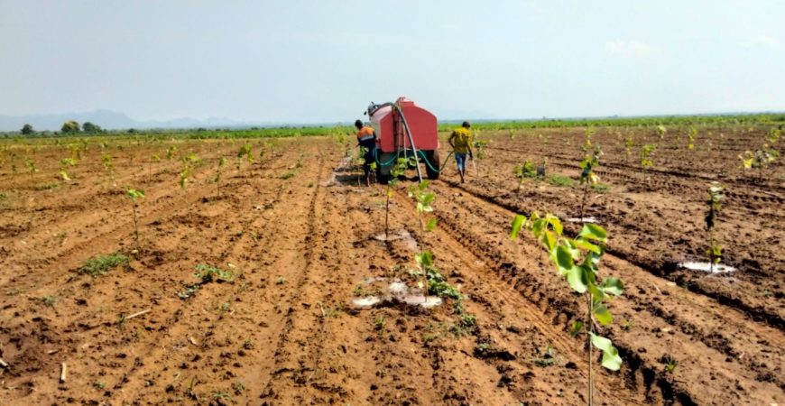 Red Sandal Farmlands for Sale, Just ₹496/- Sq Yard