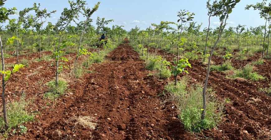 Red Sandal Farmlands for Sale, Just ₹496/- Sq Yard