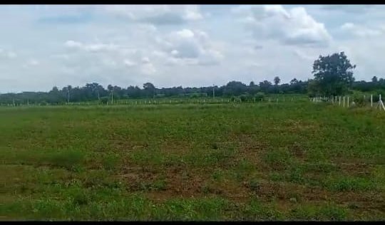 12 Acre Farmland in chincholi