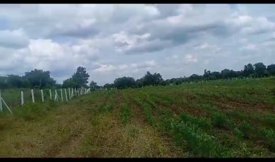 12 Acre Farmland in chincholi