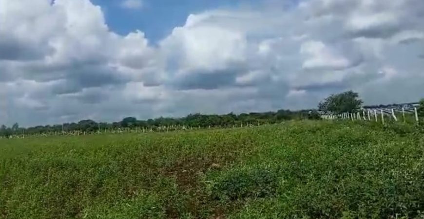 15 Acre Farmland in chincholi