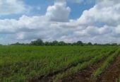 15 Acre Farmland in chincholi