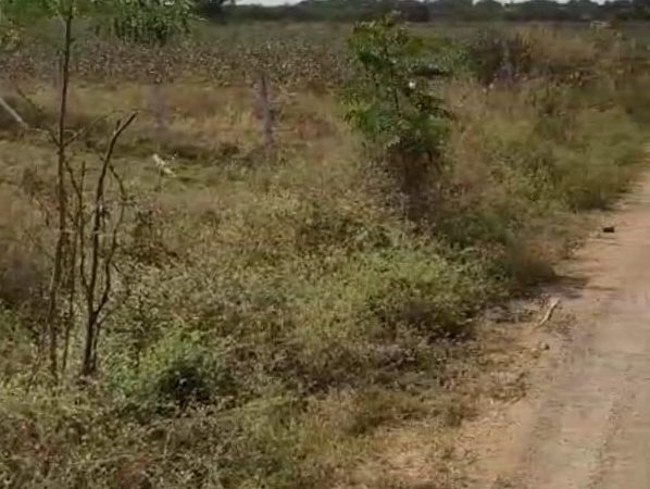 11 Guntas agricultural land in Veltur Village