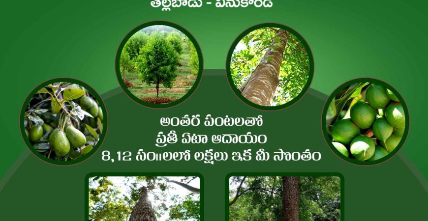 Nidhivanam – The Wealth Park – Farmlands in Guntur