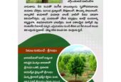 Nidhivanam – The Wealth Park – Farmlands in Guntur