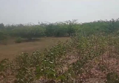 1 Acre Agriculture land for sale at Bhongiri