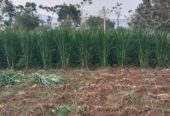 3 acre Agriculture land near kanakapura