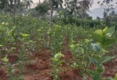 3 acre Agriculture land near kanakapura
