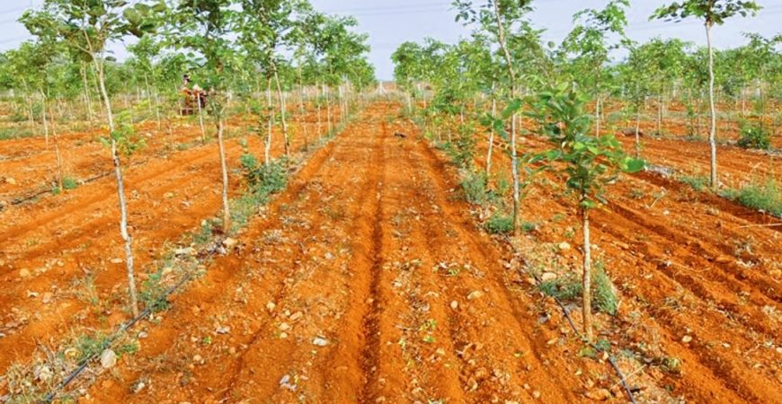 Red sandal farm lands