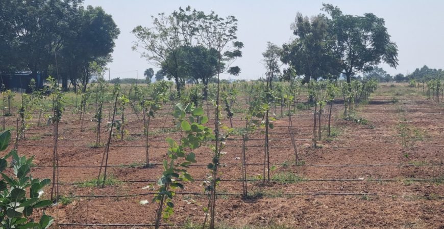 Farm Plot at Sarvepalle Mothkur Yadadri Warangal