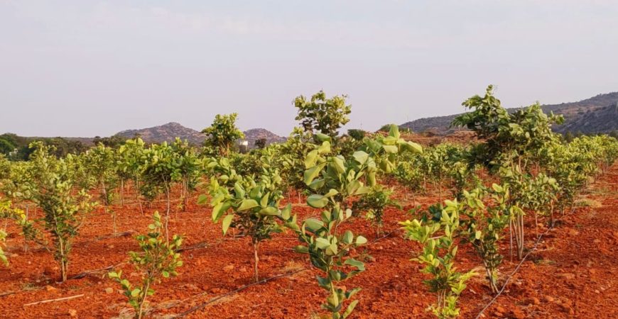 Red Sandal Farm Lands