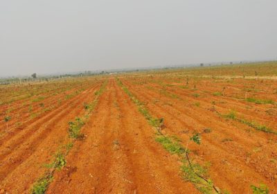 Red Sandal Farm Lands