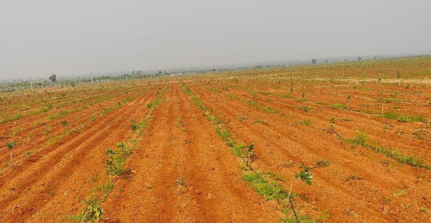 Red Sandal Farm Lands