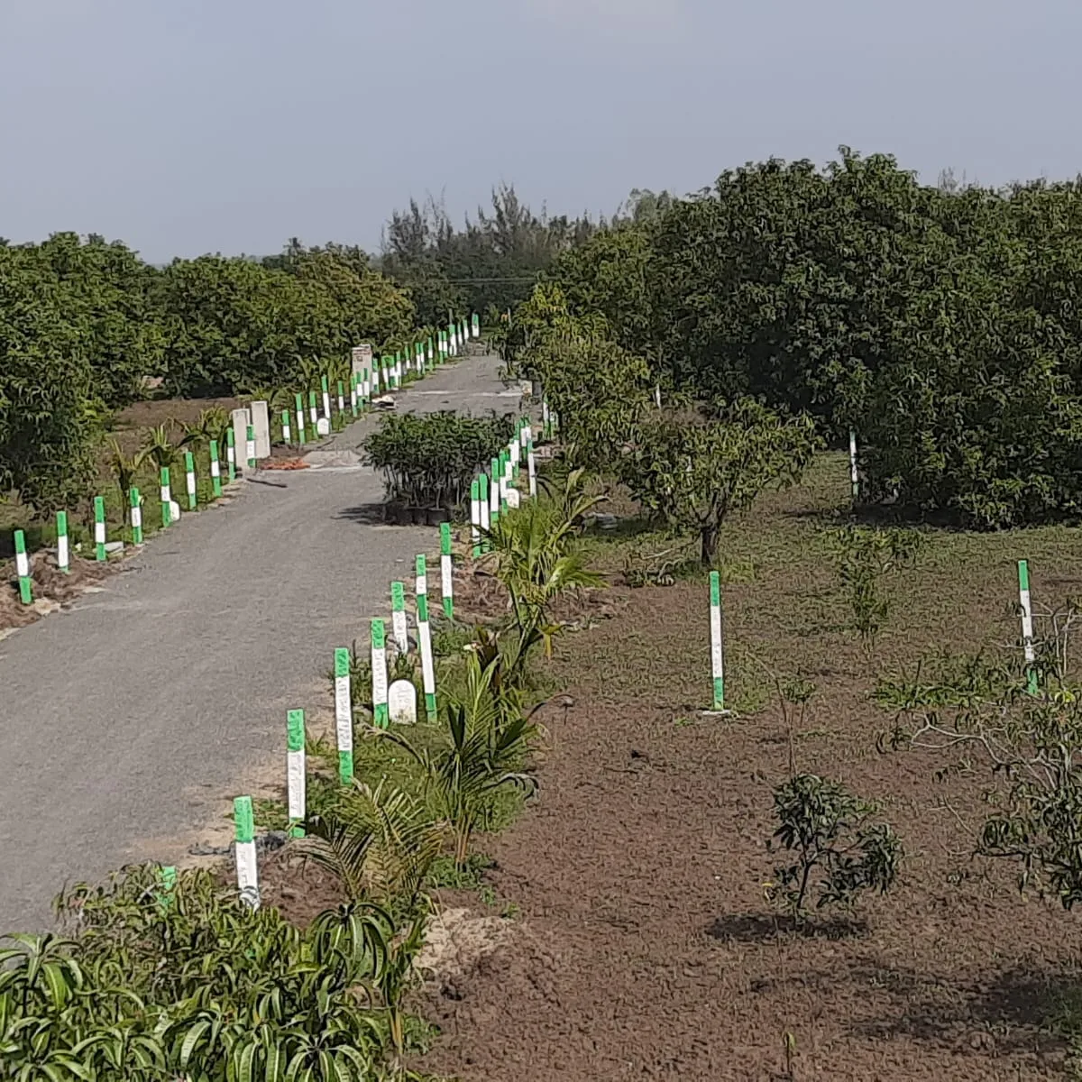 22 Cent to 6 Acre FOLIAGE (MANGO, TIMBER) FARMLAND