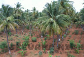 43 Acre with 234 Managed Farm Plots with Returns
