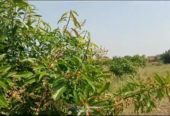 2 Acre 20 Guntala Mango Garden