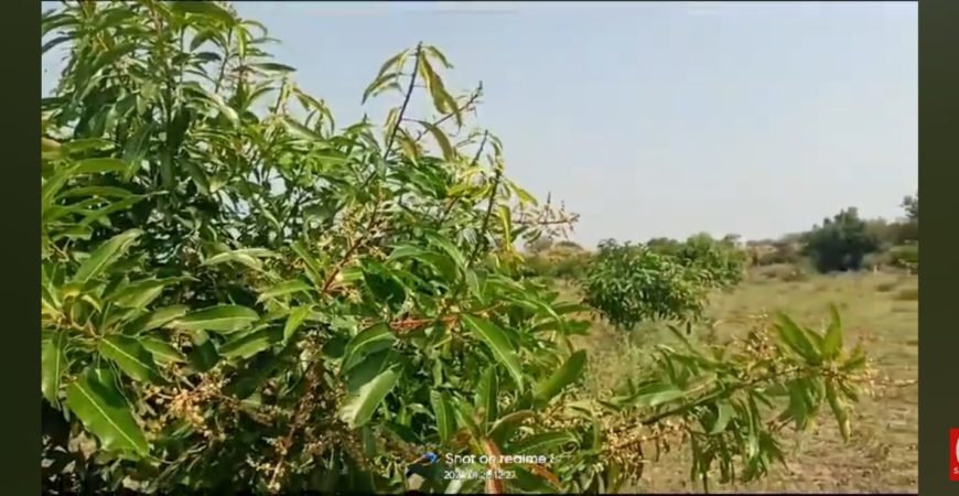 2 Acre 20 Guntala Mango Garden